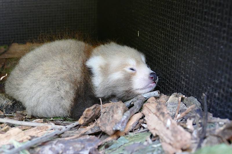 Nachwuchs bei den Roten Pandas: Wie alle jungen Roten Pandas schläft auch das Heidelberger Jungtier sehr viel. (Foto: Petra Medan/Zoo Heidelberg)