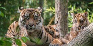 Schmusen mit Tiger-Mutter Karis gehört dazu. (Foto: Susi Fischer/Zoo Heidelberg)