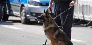 Symbolbild Diensthund Diensthundestaffel Polizei (Foto: Holger Knecht)