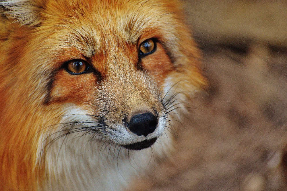 Symbolbild Fuchs (Foto: Pixabay)