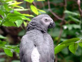 Kongo-Graupapagei (Quelle: Zoo Landau)