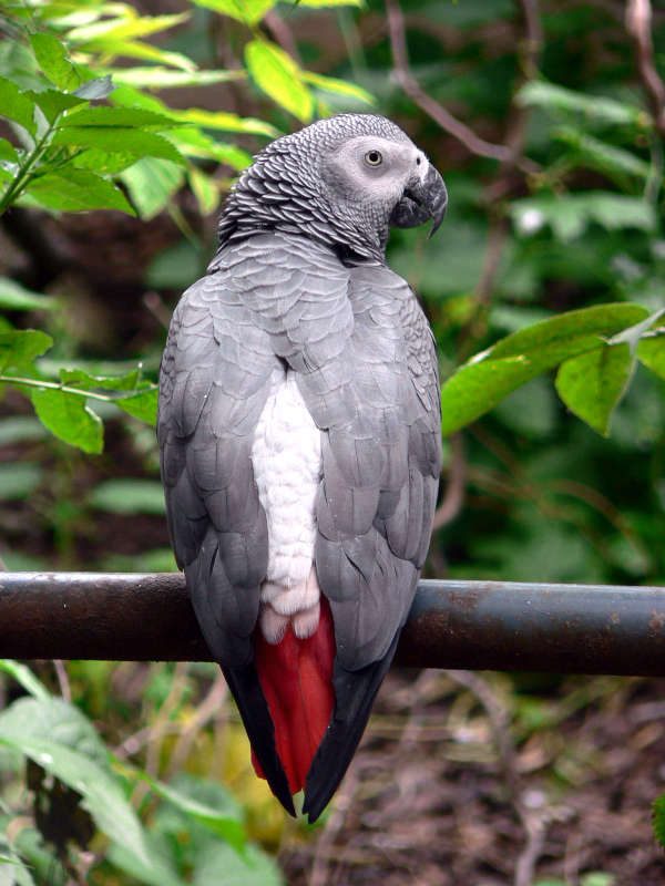 Kongo-Graupapagei (Quelle: Zoo Landau)
