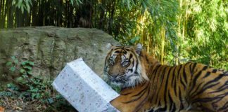 Weihnachtsgeschenke für die Zootiere: Für die Tiger steht beispielsweise eine Schubber-Bürste auf der tierischen Wunschliste Liste. Ob dieser Wunsch wohl in Erfüllung geht? (Foto: Heidrun Knigge/Zoo Heidelberg)