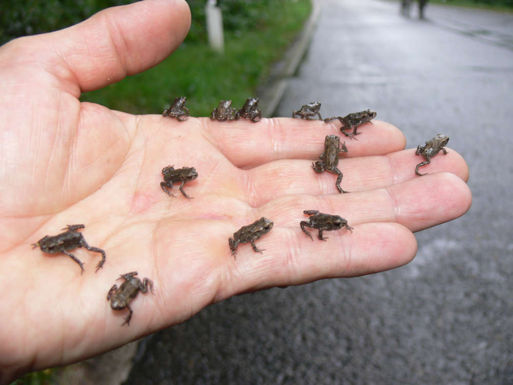 Amphibienwanderungen: Bei milden Tempertauren brechen Frösche und Kröten zu ihren Laichgewässern auf, um ihre Eier abzulegen. (Foto: Stadt Karlsruhe / Umwelt- und Arbeitsschutz)