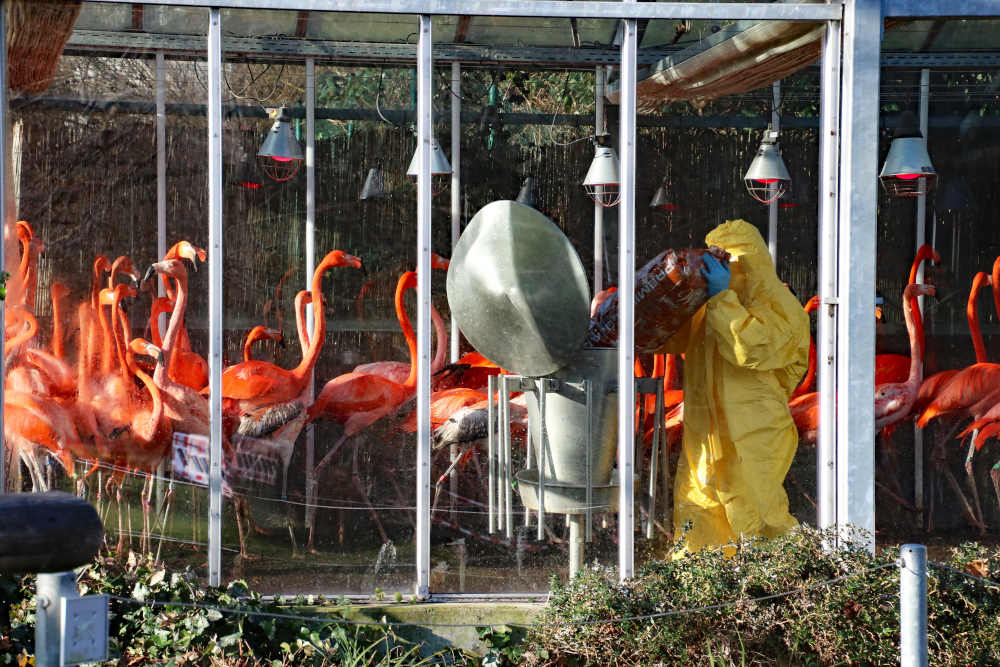 Die rund 700 im Zoo Karlsruhe gehaltenen Vögel sind derzeit auf 25 Einheiten aufgeteilt und werden unter Einhaltung höchster Biosicherheitsmaßnahmen versorgt. Auf dem Bild ist Tierpfleger Dennis Zander zu sehen, der die Kubaflamingos füttert. (Foto: Timo Deible/Zoo Karlsruhe)