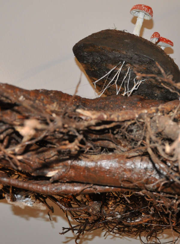 Das Pilzgeflecht ist mit dem Wurzelgeflecht eines Baumes verwoben. (Foto: Pfalzmuseum für Naturkunde)