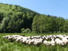 Transportieren in ihrem Fell Samen und kleine Tiere und vernetzten so Biotope: Weidende Schafe, hier bei Bobenthal (Foto: Biosphärenreservat)
