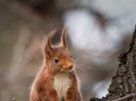 Eichhörnchen©Tobias Werner